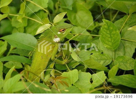Variable Lizard In The Green Background Variable Lizard In The Green Background 19173696
