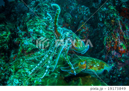 cuttlefish cuttlefish 19173849