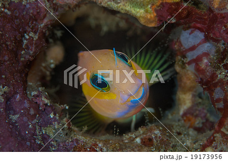 Goby Fish 19173956