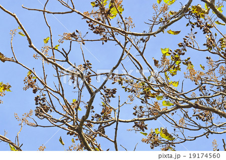 桐　晩秋の梢 19174560