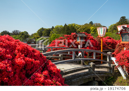 長岡天満宮 - キリシマツツジj 長岡天満宮 - キリシマツツジj 19174706