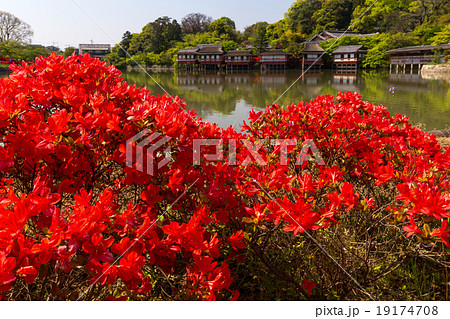 長岡天満宮 - キリシマツツジj 長岡天満宮 - キリシマツツジj 19174708