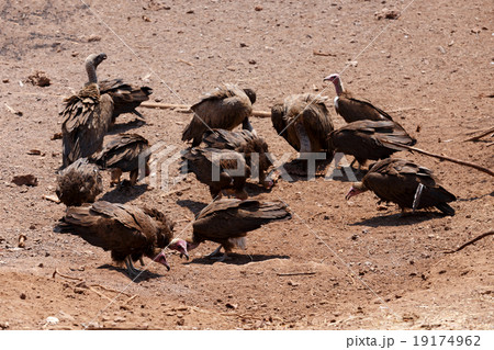 flock of White backed vulture 19174962