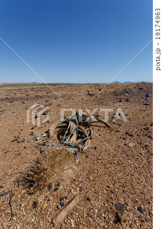 Welwitschia mirabilis, Amazing desert plant 19174963