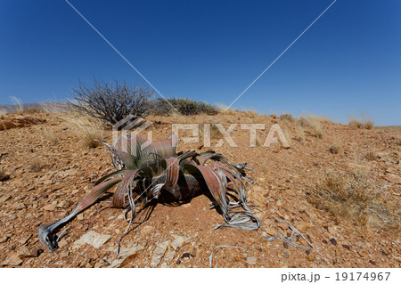 Welwitschia mirabilis, Amazing desert plant 19174967