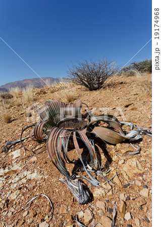 Welwitschia mirabilis, Amazing desert plant 19174968