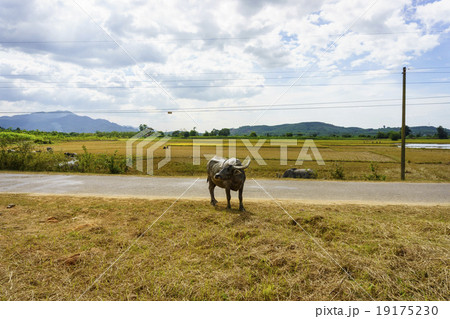 Buffalo in the field Buffalo in the field 19175230