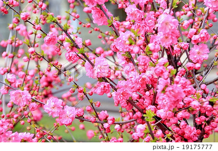 鮮やかなピンクの彼岸桜の写真素材