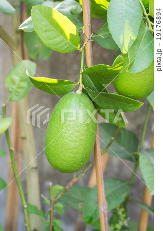 Close up Lemon tree with a lemon and leaves 19176894
