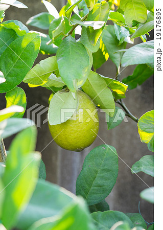 Close up Lemon tree with a lemon and leaves Close up Lemon tree with a lemon and leaves 19176895
