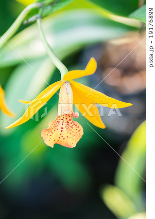 Close up Yellow orchid flower Close up Yellow orchid flower 19176899