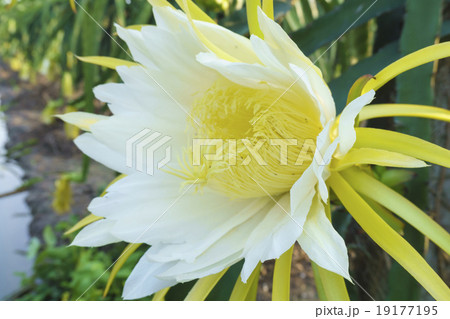 Flower of dragon fruit 19177195