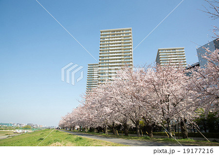 タワーマンションと桜並木 19177216