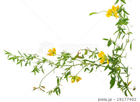 Medicinal plant 19177402