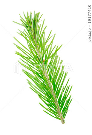 Fir branch 19177410