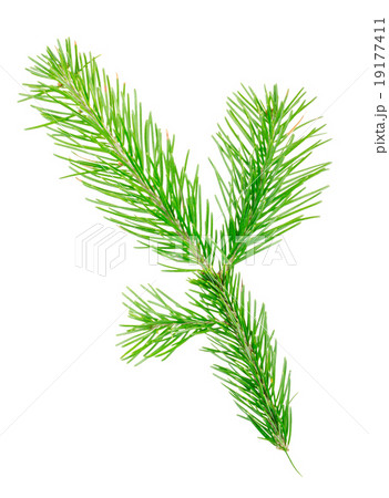 Fir branch 19177411
