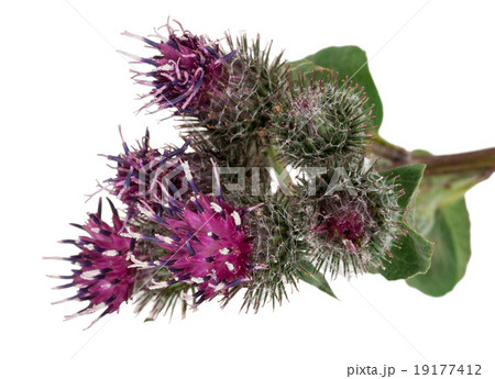 Medicinal plant 19177412