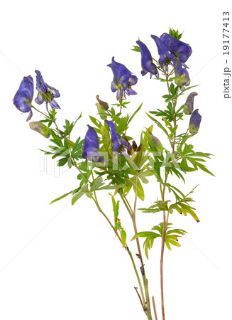 Medicinal plant 19177413