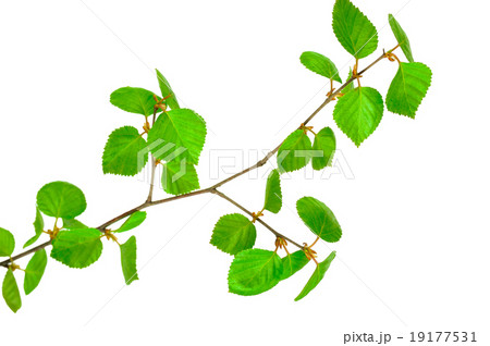 Young birch branches 19177531