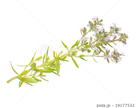 Medicinal plant 19177532