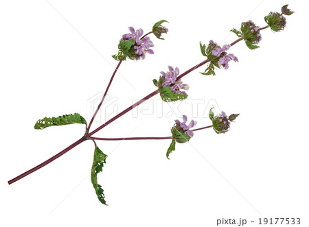 Medicinal plant 19177533
