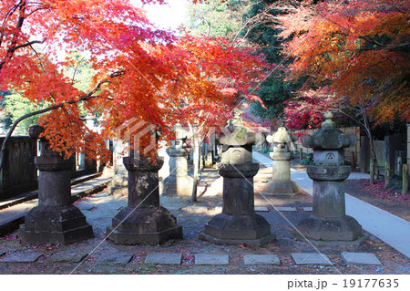 平林寺の紅葉 19177635