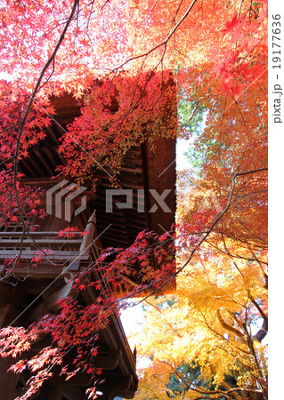 平林寺の紅葉 平林寺の紅葉 19177636