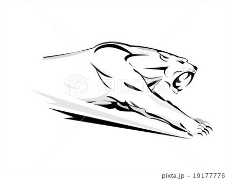 Cougar, attacking cougar Cougar, attacking cougar 19177776