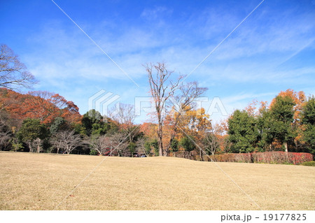 初冬の公園 19177825