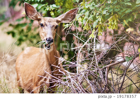 Portrait of eating deer Portrait of eating deer 19178357