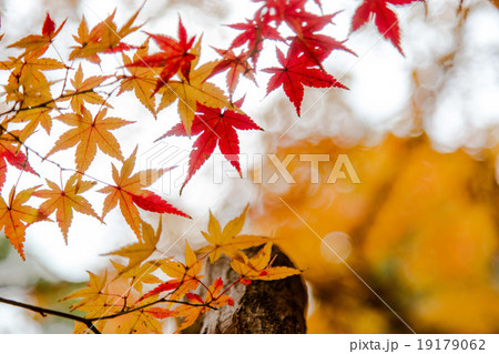 紅葉 19179062