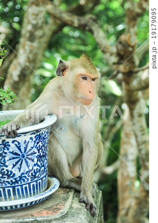 Monkey (Macaca fascicularis) sit on the way  Monkey (Macaca fascicularis) sit on the way  19179095