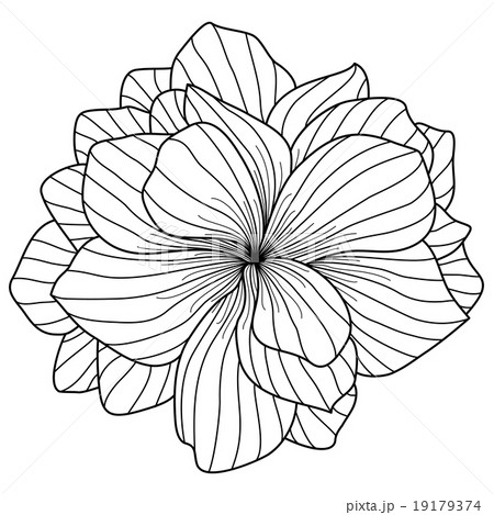 Begonia flower drawing on white background Begonia flower drawing on white background 19179374