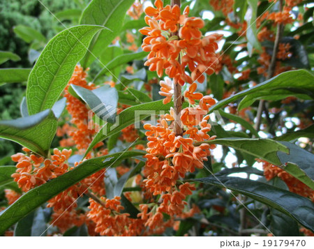 きんもくせい 19179470