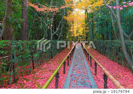 真っ赤な参道 真っ赤な参道 19179794