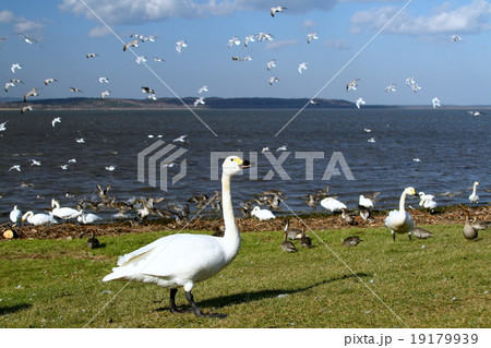 クッチャロ湖 19179939