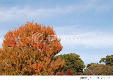 紅葉 19179982