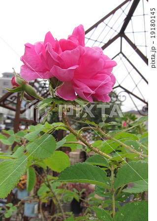 ダマスクローズ 19180145