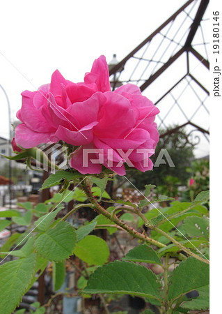 ダマスクローズ 19180146