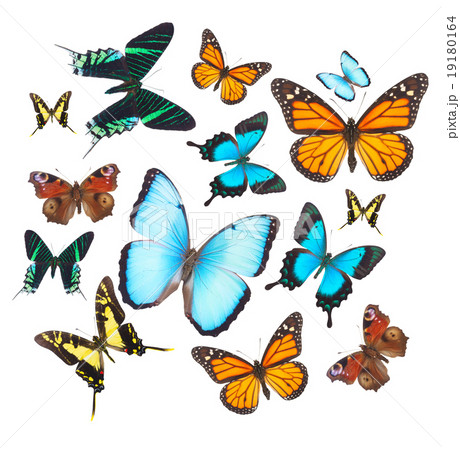 Tropical butterflies set Tropical butterflies set 19180164