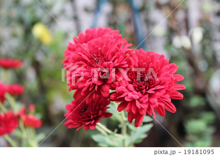 秋　鎮魂の華　花 19181095