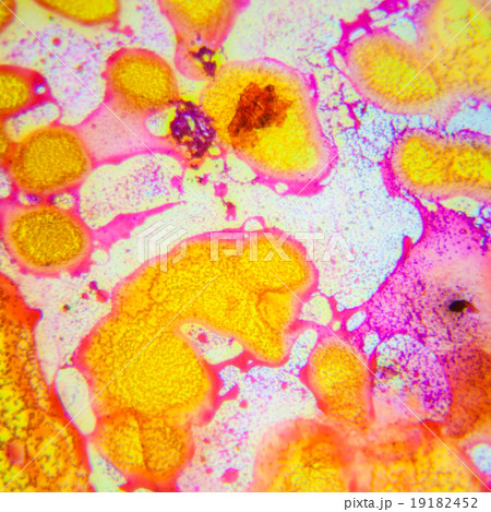 microscopic view 19182452