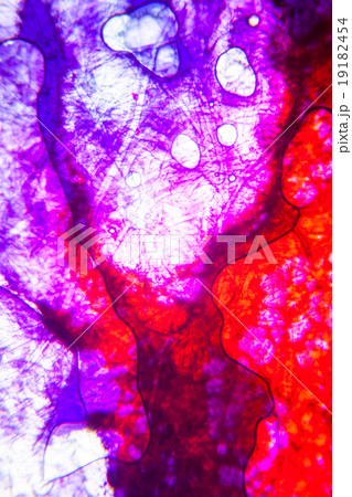 Set of science microscopic section of tissue. Real shots. Possib 19182454