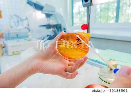 Scientist picks up bacterial colonies  19183661