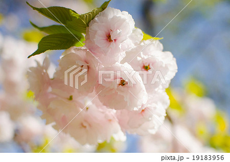 Cherry blossoms flower , Sakura Cherry blossoms flower , Sakura 19183956