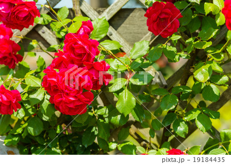 Bush of beautiful roses in a garden 19184435