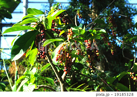 ブニノキ 19185328