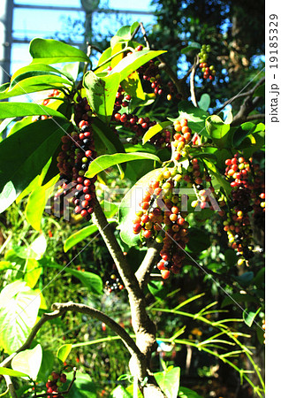 ブニノキ ブニノキ 19185329