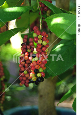 ブニノキ 19185331