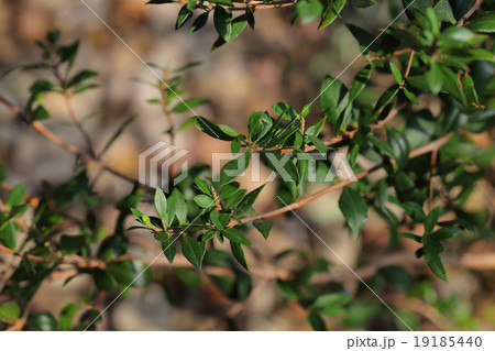 ギンバイカの若葉 ギンバイカの若葉 19185440